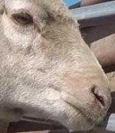image of animal