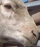 image of sheep_face #13