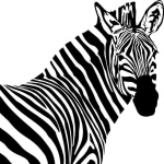 image of zebra #0