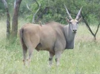 image of hartebeest