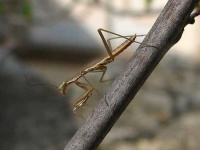 image of mantis