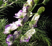 image of flower