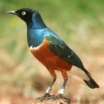 image of bird
