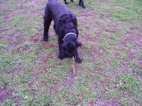 image of giant_schnauzer #7