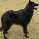 image of animal