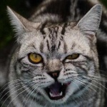 image of animal