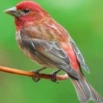 image of bird