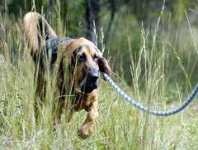 image of bloodhound