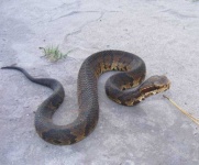 image of animal