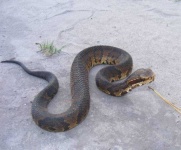 image of snake #3