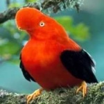 image of bird