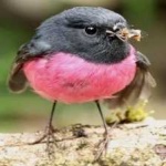 image of bird