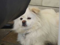 image of pekinese