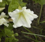 image of flower