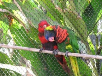 image of lorikeet