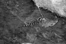 image of european_fire_salamander