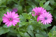 image of flower