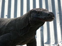 image of komodo_dragon