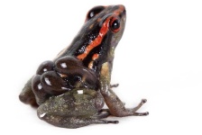 image of animal
