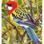 image of bird