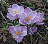 image of flower
