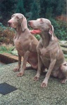 image of weimaraner