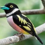 image of bird