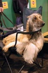 image of afghan_hound #4