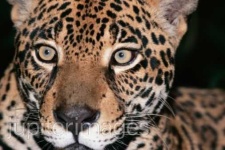 image of jaguar_car