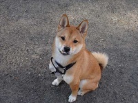 image of animal