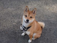 image of shiba_inu #1