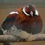 image of bird