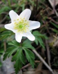 image of flower