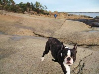 image of boston_bull