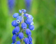 image of grape_hyacinth #37