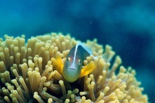 image of reef