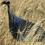 image of bird