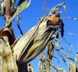 image of ear_corn #22