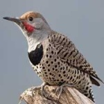 image of bird