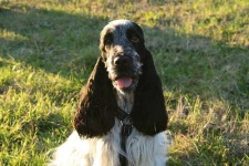 image of english_cocker_spaniel #25