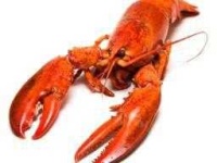 image of lobster
