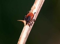 image of tick