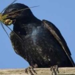 image of bird