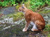 image of lynx #1