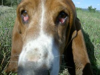 image of basset #7