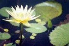 image of water_lilly