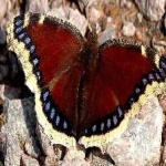 image of animal
