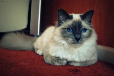 image of birman #29