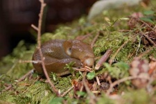 image of slug