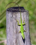 image of american_chameleon